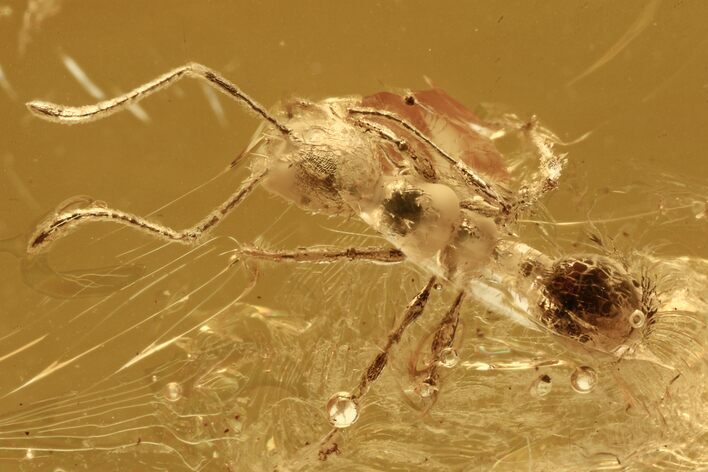 Fossil Ant (Myrmicinae) In Baltic Amber #270636